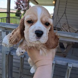 Cocker Spaniel Puppies from Country Cockers of Indiana