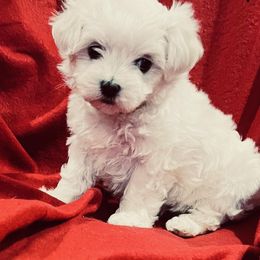 Snoopy - White male Maltese puppy in Sulphur Springs, Texas from Johnny's Pets