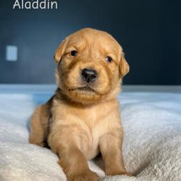 Aladdin - Golden male Golden Retriever puppy in Simpsonville, South Carolina from Upstate Revival Retrievers