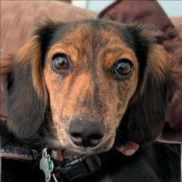 River - Black and tan female Dachshund puppy in Columbus, Ohio from Bumpkins Dachshunds