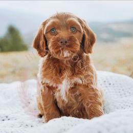 Yellow Collar - Golden male Cockapoo puppy in Missoula, Montana from Big Sky Cockapoos