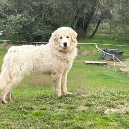Essie - Great Pyrenees