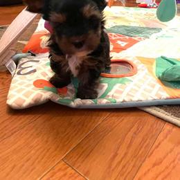 Morkie and Yorkshire Terrier Puppies from Supreme pups