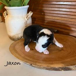 Jaxon - Black and white male Border Collie puppy in Lakeview, Michigan from Haven Creek Farm