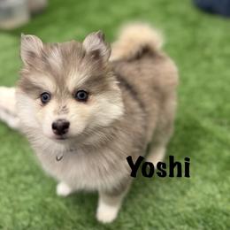 Yoshi - Merle male Pomsky puppy in Scandinavia, Wisconsin from Bonnie’s Little Fluffys