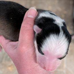 BxE g5 - Black and white female Pomsky puppy in Charlotte, Michigan from Moore Pomskies