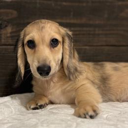 Gill - Cream male Dachshund puppy in Dothan, Alabama from Little House Pups