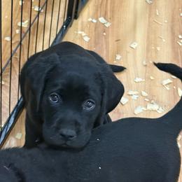 Girl 6 orange - Black female Labrador Retriever puppy in Ledyard, Connecticut from Outback Stables