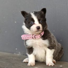 Biscotti - White and blue female Border Collie puppy in Lodi, California from R3 Sport Dogs (Rafter 3 Ranch)