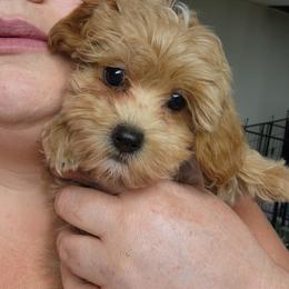 Buttercup - Fawn female Companion Cross puppy in Richmond, Missouri from Natalie's Happy Fur Paw's