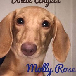 Molly - Dachshund