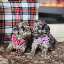 Cavapoo and Dachshund Puppies from Barnyard Dachshunds, Dals & Doodles