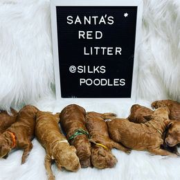 Poodles from Silks Poodles