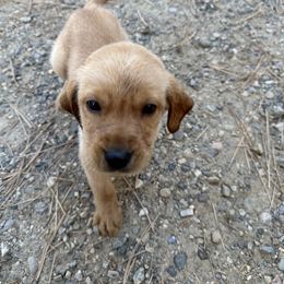 Labrador Retriever and Pembroke Welsh Corgi Puppies from Burress Family Farm and Kennels