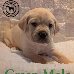 Green - Fawn male Cane Corso puppy in Schell City, Missouri from Schell Osage Cane Corsos