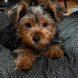 Yorkshire Terrier Puppies from YorkiStars