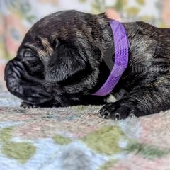 Molosser (Bully x) Puppies from Riot River Mastiffs