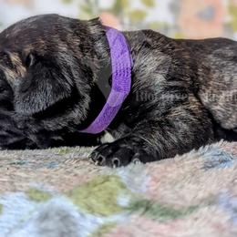 Molosser (Bully x) Puppies from Riot River Mastiffs