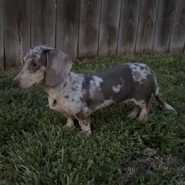Dachshunds from Lexie’s Mini Dachshunds