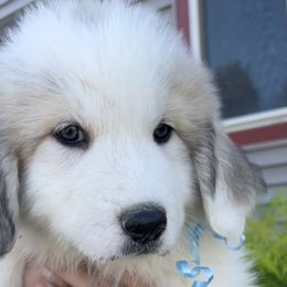 Boy 4 - Mr Blue - Great Pyrenees puppy in Idaho from Portneuf Range Pyrenees