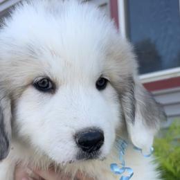 Boy 4 - Mr Blue - Great Pyrenees puppy in Idaho from Portneuf Range Pyrenees