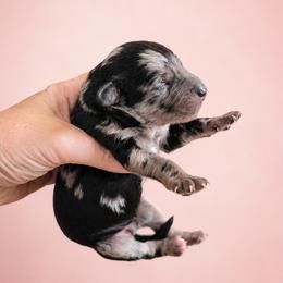 Girl 1 - Blue merle female Bernedoodle puppy in Delphos, Ohio from Route 66 Poodles & Doodles, Sapphire Shih-tzu's of Ohio