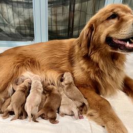 Girl 2 - female Golden Retriever puppy in Lindale, Texas from Dogwood Springs Golden Retrievers