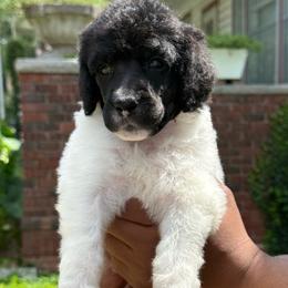 Gryphon - Parti male Poodle puppy in Independence, Kansas from Malone Standard Poodles