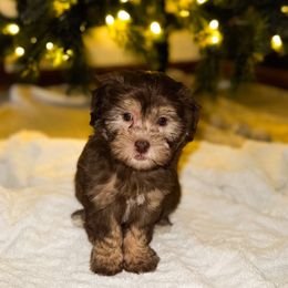 Havapoo Puppies from Claire Lengacher