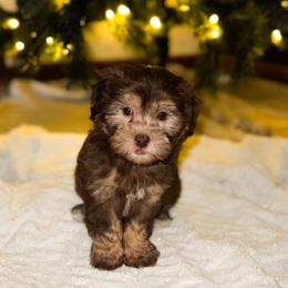 Havapoo Puppies from Claire Lengacher