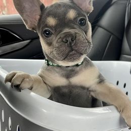 French Bulldogs from Lakeside Frenchies