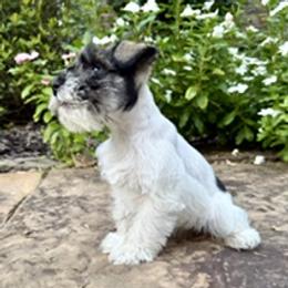 Miniature Schnauzer puppies from LeBoeuf's Miniature Schnauzers