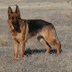 German Shepherd All Grown Up from Vom Harmon Haus German Shepherds