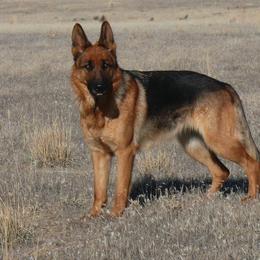 German Shepherd All Grown Up from Vom Harmon Haus German Shepherds