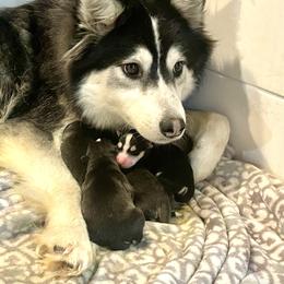Nadia - Pomsky