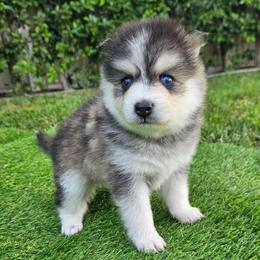 Nina - Black and white female Pomsky puppy in Southern California, California from SoCal Pomskies LLC