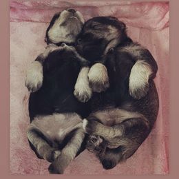 Miniature Schnauzer Puppies from Miniature Schnauzer Paradise llc
