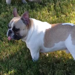 French Bulldogs from Lollypop Frenchies