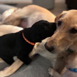 Labrador Retriever Puppies from Front Range Labradors LLC