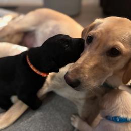 Labrador Retriever Puppies from Front Range Labradors LLC