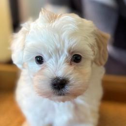 Dot - White female Maltipoo puppy in Wendell, North Carolina from Teddys Teddy Bears