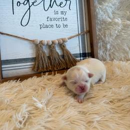 Delilah - White female Shih Tzu puppy in Success, Missouri from Sweet Success