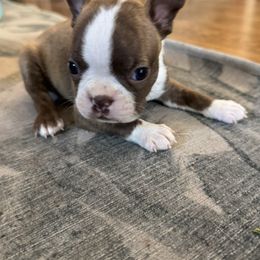 Male 1 - Seal and white male Boston Terrier puppy in Powell Butte, Oregon from RVF Boston Terriers