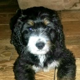 Bernedoodle Puppies from Flat Creek Bernedoodles