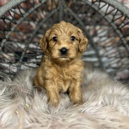 Funny Fredy - Parti male Goldendoodle puppy in Corona, California from SoCalFamilyFrenchies, Doodles and more