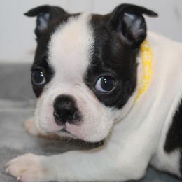 Lumi Girl 1 - Black brindle and white female Boston Terrier puppy in Brooksville, Florida from I Love Pups