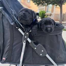 Golden Retriever and Labrador Retriever Puppies from The Golden Leash Kennels