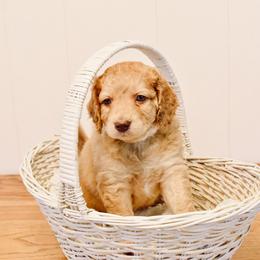 Goldendoodle Puppies from Tuxedo Mountain Doodles