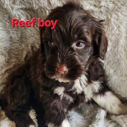 Reef boy - Brown and white male Portuguese Water Dog puppy in Narvon, Pennsylvania from Prized Family Porties
