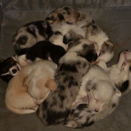 Cardigan Welsh Corgi puppies from Corgi Gardens